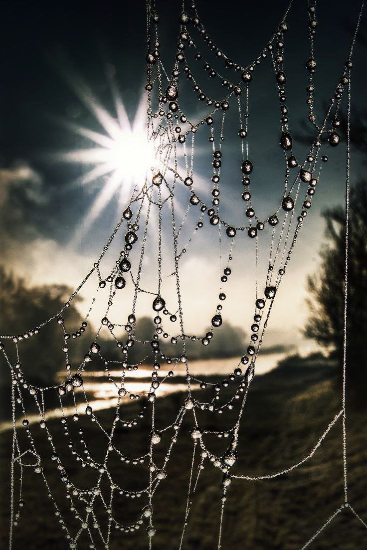 Рыболовные сети мудрости